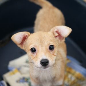 JANEY - reserviert Tierhilfe Lebenswert DR (23.05.) - vermittelt