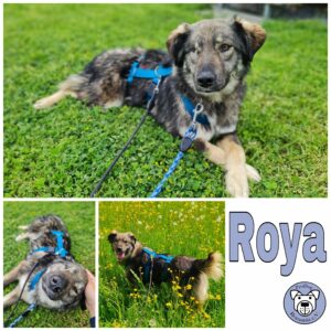 Roya in 64846 Groß-Zimmern - vermittelt