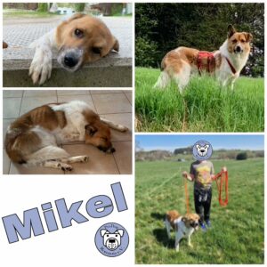 Mikel in 56459 Guckheim *vermittelt*