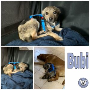 Bubi in 56459 Guckheim *vermittelt*