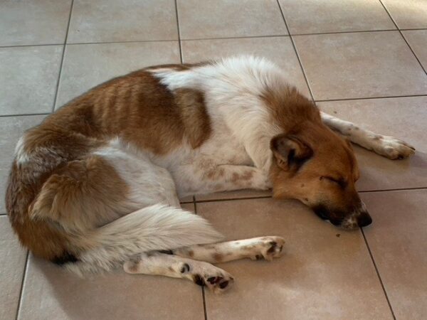 Mikel in 56459 Guckheim *vermittelt* – Bild 9