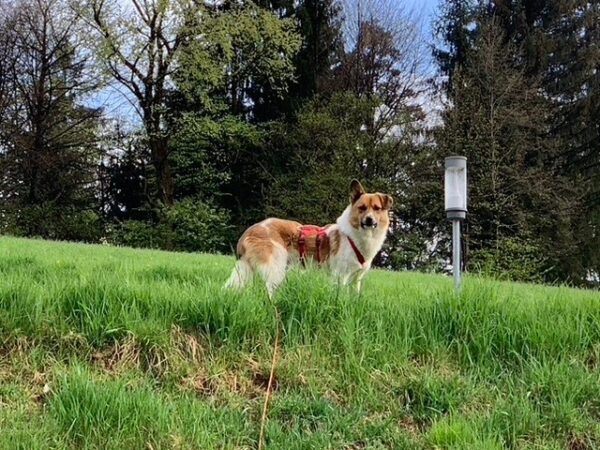 Mikel in 56459 Guckheim *vermittelt* – Bild 7