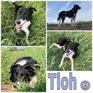 Tioh in 10317 Berlin *vermittelt*