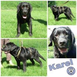 Karel in 68642 Bürstadt *vermittelt*