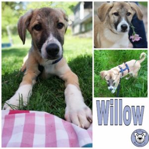 Willow in 79736 Rickenbach *vermittelt*