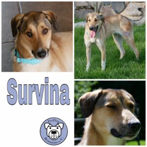 Survina in 21493 Möhnsen *vermittelt*