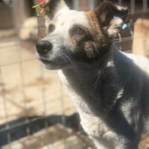 ALWINE - vermisst 04/2023