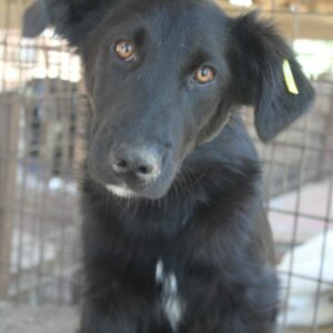 JAMBO - reserviert TST Rösrath vermittelt