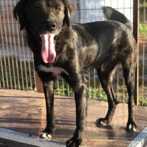 JANNI - auf Pflegestelle in PLZ 3 *vermittelt*