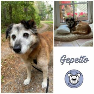 Gepetto - Gnadenplatzhund seit dem 16.04.2022 - RBB 26.06.23
