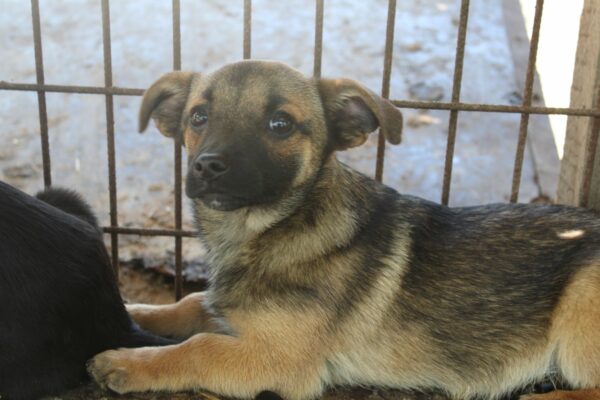 GWENNY - reserviert TH Tuttlingen vermittelt – Bild 5