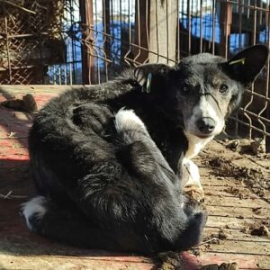 JARA (♀) - NOTFALL - völlig abgemagert, Mobbingopfer!