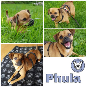 Phula in 23715 Bosau *vermittelt*