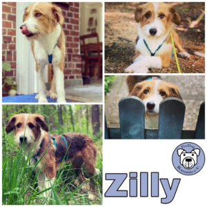 Zilly in 21521 Aumühle