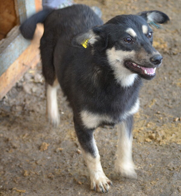 ALANA - reserviert Tierhilfe Lebenswert DR (03.07.) - vermittelt – Bild 2