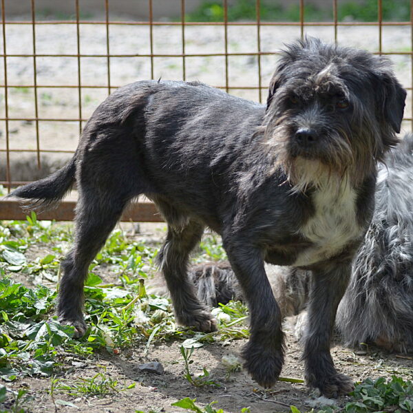 PETIT BIJOU - reserviert Tierhilfe Lebenswert DR (17.09.) - vermittelt – Bild 2