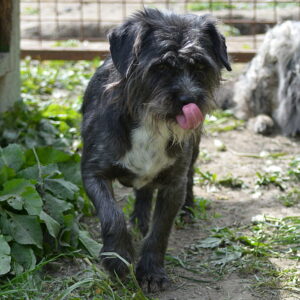PETIT BIJOU - reserviert Tierhilfe Lebenswert DR (17.09.) - vermittelt