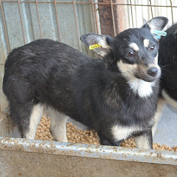 ALANA - reserviert Tierhilfe Lebenswert DR (03.07.) - vermittelt – Bild 3