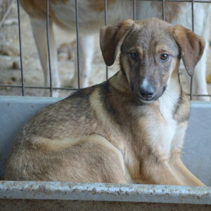 TALI - reserviert Tierhilfe Lebenswert DR (24.05.) - vermittelt