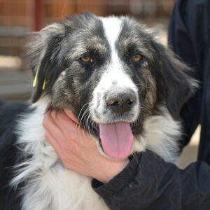 KIRANA - reserviert Tierhilfe Lebenswert DR (17.07.) - vermittelt