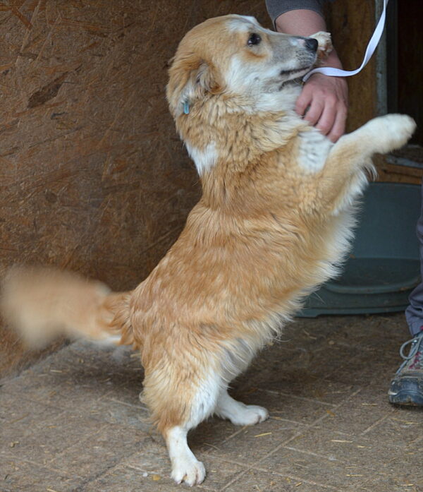 HONEY-JACK - reserviert Tierhilfe Lebenswert DR (03.06.) - vermittelt – Bild 2