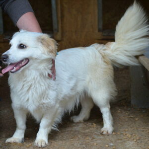 VINCENT - reserviert IH DR (29.05.) - vermittelt