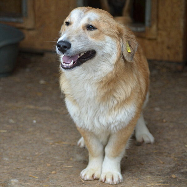 HONEY-JACK - reserviert Tierhilfe Lebenswert DR (03.06.) - vermittelt – Bild 4