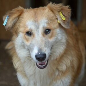 HONEY-JACK - reserviert Tierhilfe Lebenswert DR (03.06.) - vermittelt