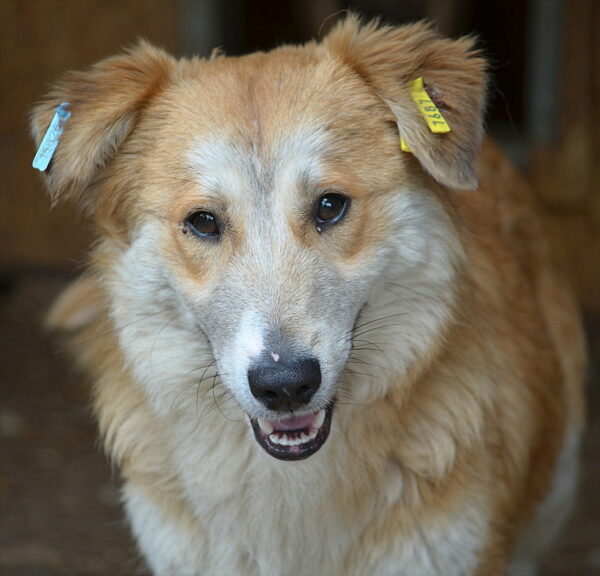 HONEY-JACK - reserviert Tierhilfe Lebenswert DR (03.06.) - vermittelt