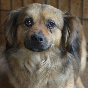 PYP - reserviert Second Chance Dogs vermittelt