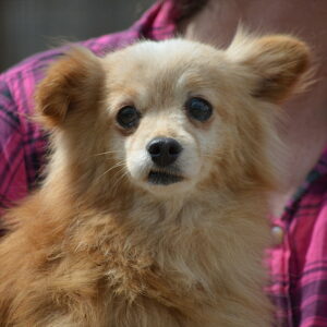 CHI - reserviert Tierhilfe Lebenswert DR (16.05.) - vermittelt