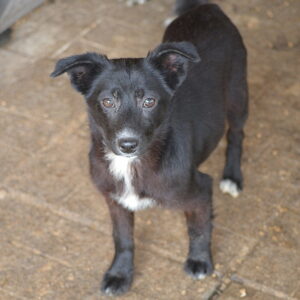 LUCI - reserviert Tierhilfe Lebenswert DR (11.05.) - vermittelt