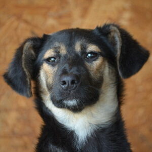 SARYN – reserviert Tierhilfe Lebenswert DR (23.05.) - vermittelt