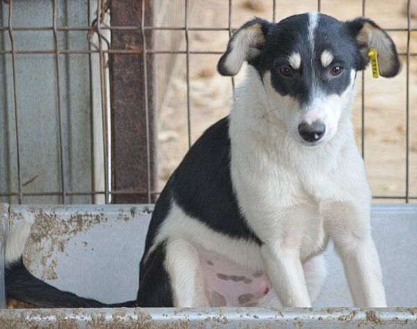 MARITA - reserviert Tierhilfe Lebenswert DR (15.08.) - vermittelt – Bild 4