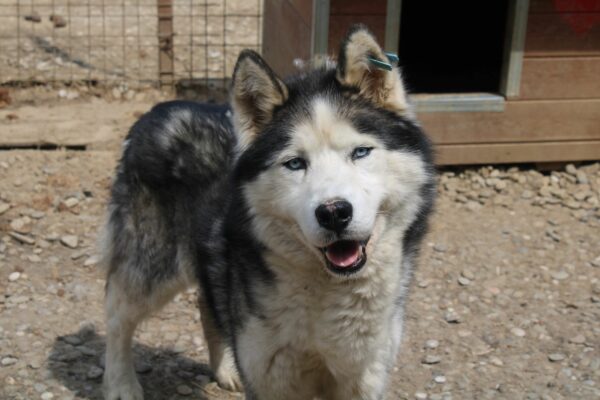 JAYCE - Husky-Mix - zu dünn - reserviert IH DR (23.05.) - vermittelt – Bild 2