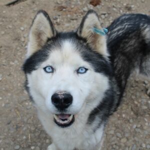 JAYCE - Husky-Mix - zu dünn - reserviert IH DR (23.05.) - vermittelt