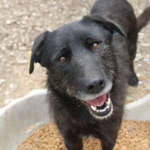 THIERRY - zu dünn - reserviert TST Rösrath vermittelt