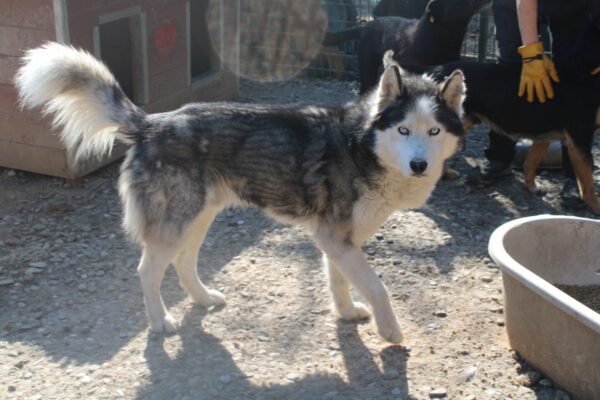 JAYCE - Husky-Mix - zu dünn - reserviert IH DR (23.05.) - vermittelt – Bild 4