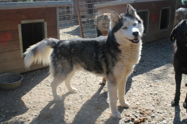 JAYCE - Husky-Mix - zu dünn - reserviert IH DR (23.05.) - vermittelt – Bild 6