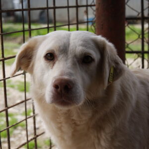 MINERVA - reserviert Tierhilfe Lebenswert DR (30.06.) - vermittelt