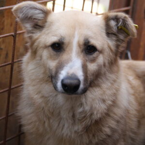 BRISCA - reserviert Tierhilfe Lebenswert DR (03.09.) - vermittelt