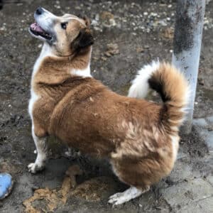 PADDI - vermittelt LS