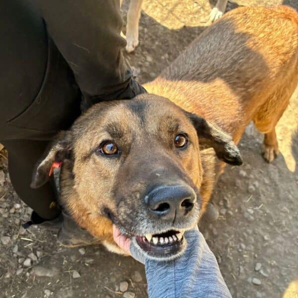 CHICO (♂) - seit 2022 im Shelter - ausgereist zur Tierhilfe Lebenswert DR 14.06.25 – Bild 3
