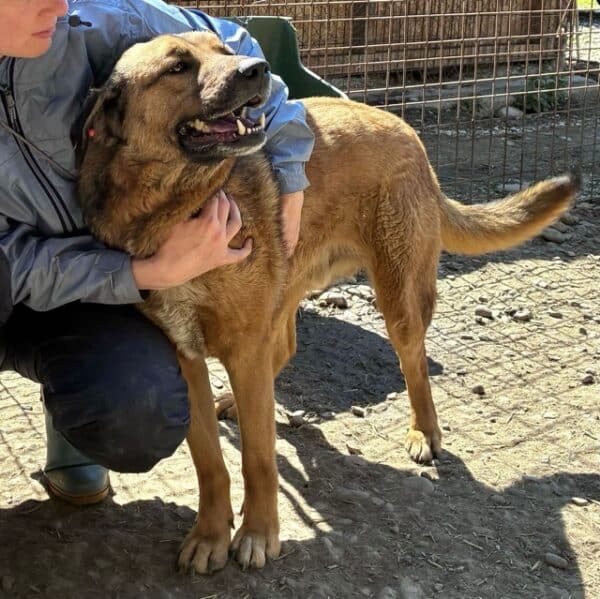 CHICO (♂) - seit 2022 im Shelter - ausgereist zur Tierhilfe Lebenswert DR 14.06.25 – Bild 7