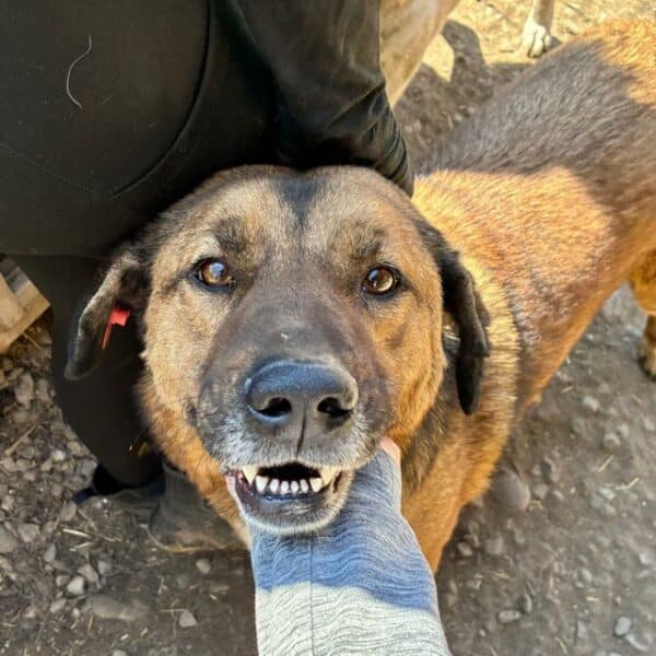 CHICO (♂) - seit 2022 im Shelter - ausgereist zur Tierhilfe Lebenswert DR 14.06.25 – Bild 2