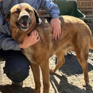 CHICO (♂) - seit 2022 im Shelter - ausgereist zur Tierhilfe Lebenswert DR 14.06.25