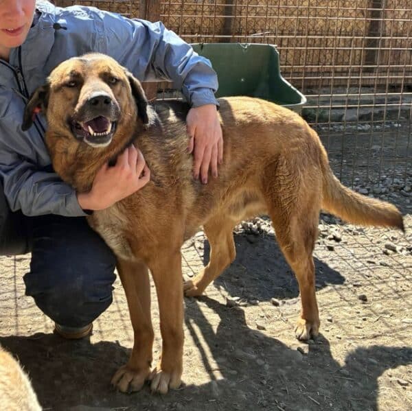 CHICO (♂) - seit 2022 im Shelter - ausgereist zur Tierhilfe Lebenswert DR 14.06.25 – Bild 6