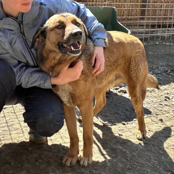 CHICO (♂) - seit 2022 im Shelter - ausgereist zur Tierhilfe Lebenswert DR 14.06.25 – Bild 5