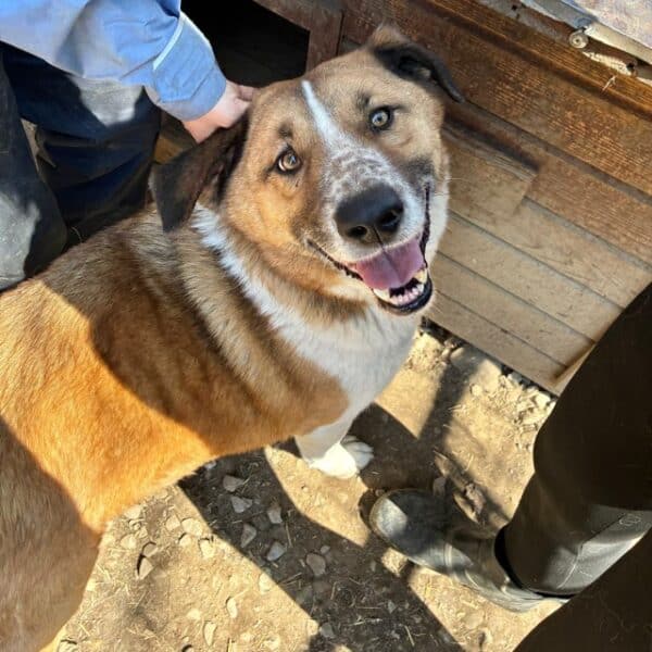 BARNEY (♂) - seit 2022 im Shelter – Bild 2