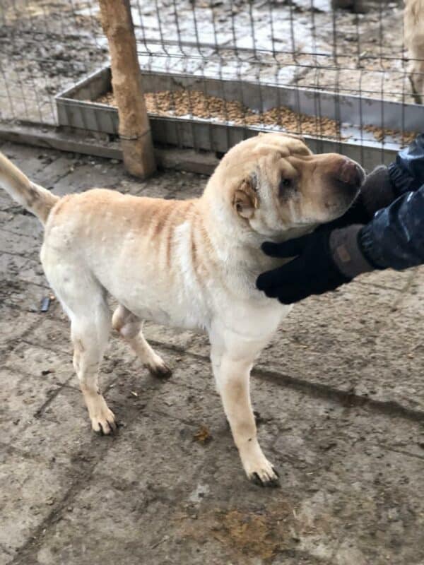 BUSTER - reserviert TST Rösrath - vermittelt – Bild 7